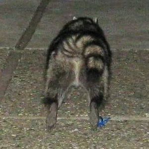 Meet your Posher, Jerry